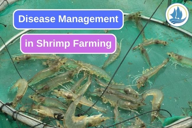 Disease Management in Shrimp Farming
